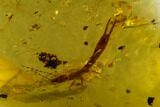 Fossil Beetle (Coleoptera) & Earwig (Dermaptera) In Amber - Myanmar #131925-2